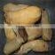 greenhouse price white eryngy pleurotus eryngii mushroom pickled in drum