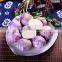 Wholesale fresh white garlic for export