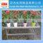 Seedbed for flower bud
