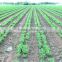Triple row soybean Precision Planter
