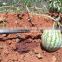 High quality drip irrigation system for farm