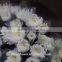 Most popular new coming cut fresh chrysanthemum many colors for balcony decoration