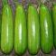 strong growth jade green high yield zucchini seed no.78