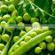 Pigeon Pea Peeler/Green bean pod peeling machine