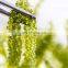 High Quality Fresh Sea Grapes Origin Vietnam/ Sea Grapes Seaweed