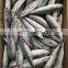 Frozen fresh Pacific mackerel fish block with best price