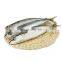 sea frozen mackerel pacific mackerel fish