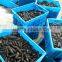 Wholesale Dry Sea Cucumber