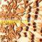 cassia Incense cones