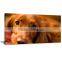 With Frame Dog Animal Giclee Printing Canvas Painting Picture Livingroom Decor DWYS17
