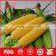 Frozen organic sweet corn from China