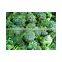 IQF broccoli /frozen broccoli