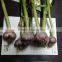 Hot sale Egyptian fresh garlic (Red, White) for export