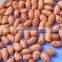 RAW BOLD PEANUT KERNEL FOR SUPPLY 40/50