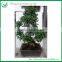 Ficus Evergreen Bonsai