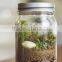 Clear glass storage jar with glass lid