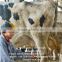 Dairy Cow Pipeline Milking Machine , Milking Parlor