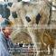 Milking Machine , Pipeline Milking Parlor