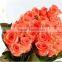 wholesale Fresh cut flower buyer fresh anthurium rose yunnan all types of flowers rose in best quality