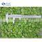 Good Quality Frozen Green Healthy Peeled Fava Broad Bean