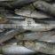 Good quality frozen sardine seafood fish 85 pcs