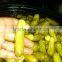 Vietnam Baby Cucumber