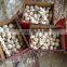 2016 New Crop Normal White Garlic/Purple Garlic/Red Garlic