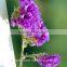 Most popular new coming jasmine rice flower box with 60-80cm long from Yunnan, China
