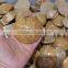 wholesale good quality beautiful natural polished Starfish Asteroid fossils
