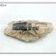 3d effect magnet texas school museum wall art insect fossil decor