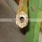 smooth surface C21000 hexagonal type brass copper pipe