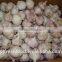 2015 new crop of fresh garlic