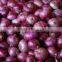 Export fresh onion from Chinese factory