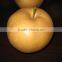 Hot sale fengshui pear/xingao pear/Ya pear