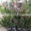 Oncidium hybridum