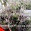 limonium sinensis of Love grass