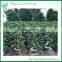 Natural Plants Ficus Microcarpa Bonsai
