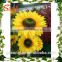 Give father best gift, that products are made with sunflower combination basket for sale