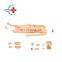 HC-S104 High Quality Full-featured Medical Nursing Training Manikins Patient Care Training Dummy
