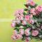 Reasonable Price Top Sell Carnation of Fresh Flower for Decoration