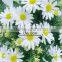 H47cm White Marguerite Daisies Artificial Flowers for Grave Decorations