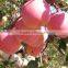 2015 new crop fresh Qin guan apple with good quality for sale