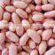 Supply Chinese Peanut Kernels Long for Sales
