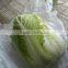 Hot sale Chinese Big White long Cabbage