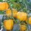 Fresh Red/Yellow Pepper