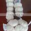 Chinese garlic 2015 crop