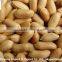 peanuts raw/peanut in a peanut/roasted peanuts wholesale