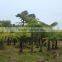 Wholesale Outdoor Decrotive Landscaping Ornamental Palm Caryota Urens L