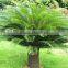 Indoor and outdoor plants Cycas revoluta Thunb.