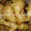 Supply Fresh Weifang Ginger